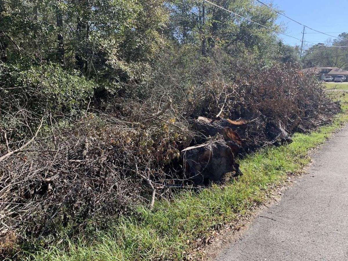 Storm debris pile of fallen limbs and brush stacked at the curb for removal